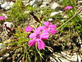 Dianthus carthusianorum