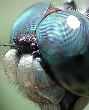 Compound eye of a dragonfly