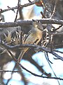 slika 4. Vireo nelsoni, Teotitlan, Oaxaca, Meksiko,