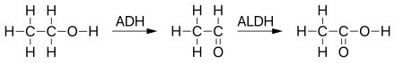 Ethanol metabolism in humans