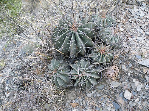 Plant growing in Xichu, Guanajuato