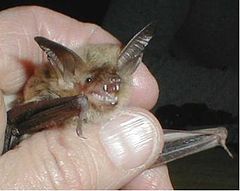 Description de l'image Fringed Myotis.jpg.