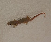 Gecko sur un mur d'un complexe hôtelier cubain.