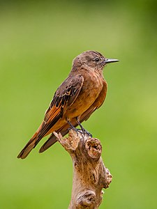 Cliff flycatcher, by Claudney Neves