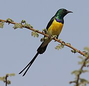 sunbird with metallic green upperparts, yellow belly, a narrow purple breastband, and two long tail streamers