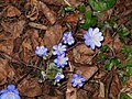 Anemone hepatica