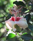 Hibiscus insularis （フィリップ島）