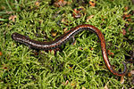 California slender salamander