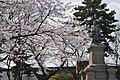 掃部山公園の桜と井伊直弼像