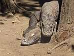 9. Tillfaller Skottniss som täppt till en förarglig lucka beträffande de tibetanska buddhistmästarna. Den märkliga komodovaranen, som finns bara på ön Komodo i Indonesien.