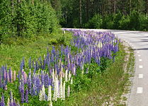 Lupiner vid länsväg 245.