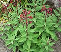 Lobelia tupa