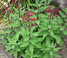 Lobelia tupa