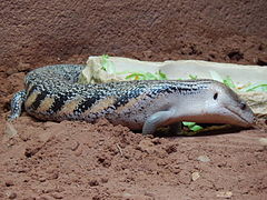 Tiliqua scincoides intermedia