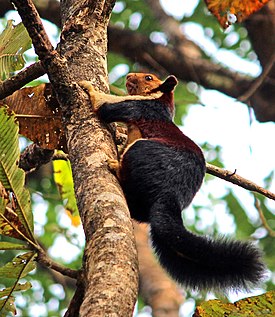 Intianjättiorava (Ratufa indica)