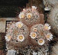 Mammillaria pennispinosa