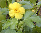 Hibiscus brackenridgei （ハワイ）