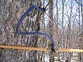 Image 54Sugar maple (Acer saccharum) tapped to collect sap for maple syrup (from Tree)