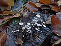 !Marasmius setosus!