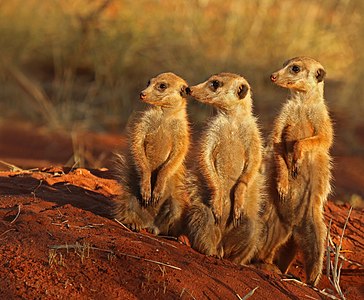 Meerkats, by Charlesjsharp