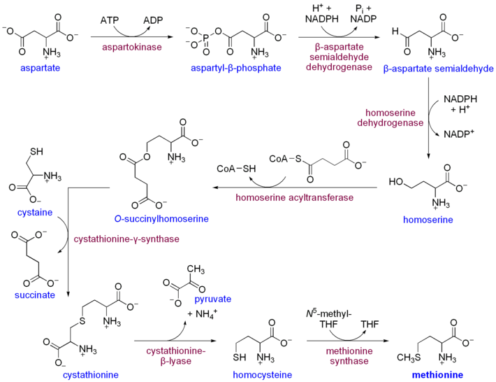 メチオニンの生合成経路