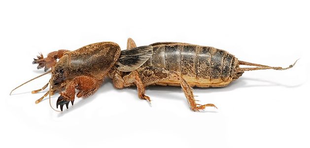 Mole cricket, by Fir0002