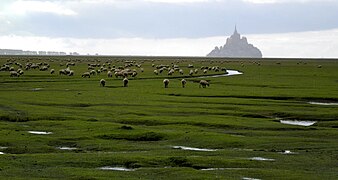 dans la baie du Mont-Saint-Michel