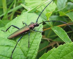 Вусач пахучий мускусний (Aromia moschata Linnaeus, 1758)