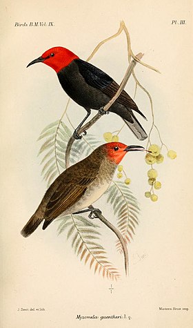 Ilustração de Joseph Smit, 1884.