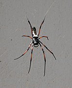 Trichonephila inaurata madagascariensis de Madagascar.