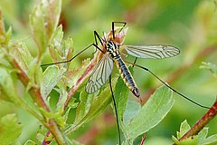 Female