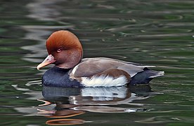 Nette rousse.