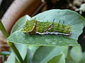 A later instar caterpillar