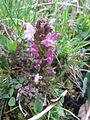 Common lousewort.