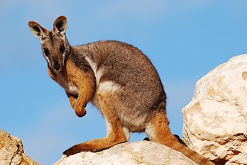 Le pétrogale à pied jaune (Petrogale xanthopus) est un mammifère marsupial vivant dans les États du Sud de l'Australie. (définition réelle 3 872 × 2 592)