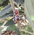 photographie de l'araignée