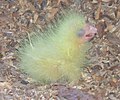 Chick at 1 day old