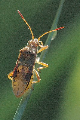 Булавник пятнистый (Rhopalus maculatus)