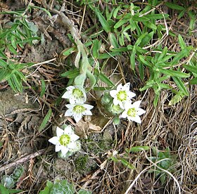 Rosularia sedoides