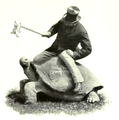 درحال سواری گرفتن از لاکپشت غولپیکر تورتویز