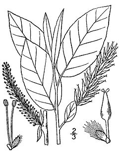 Description de l'image Salix pyrifolia(01).jpg.