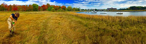 Sample Collection Panoramic by HSchiebel121. Scientist Francesco Peri collects a sediment core in a New England salt marsh during autumn.