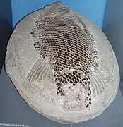 Fossil of a primitive rayfin with ganoid scales