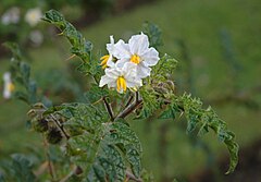 Description de l'image Solanum heterodoxum B.JPG.