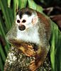 Central American Squirrel Monkey (Saimiri oerstedii)