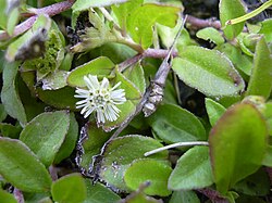 Eclipta prostrata