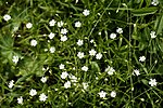 Grässtjärnblomma (Stellaria graminea)