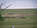 Tallgrass prairie