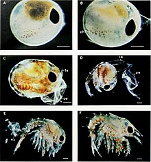 Sviluppo del Homarus americanus.