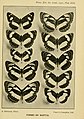 African Neptis. Plate accompanying a classic study by Harry Eltringham